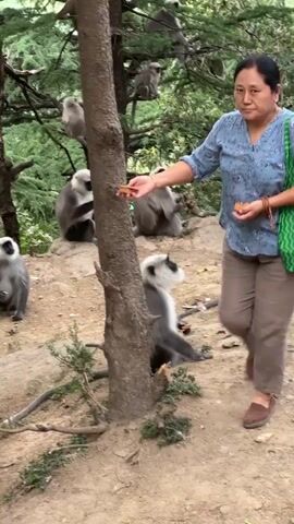 The video shows a woman feeding gray langur monkeys in a wooded area. The woman, who has dark hair in a bun, is wearing a patterned blue blouse, khaki pants, and brown shoes. She has a green patterned bag over her shoulder. She stands among trees and offers food to the monkeys, some of which are perched in the trees or sitting on the ground. One monkey hangs from a tree branch and takes the food from her hand. The ground is dirt and there are green trees in the background.