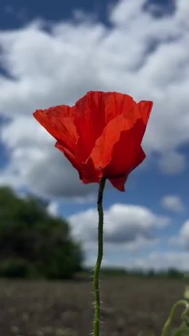The video shows a single red poppy flower in a field. The flower is in focus, with a blurred background of a blue sky with white clouds and some greenery. The field appears to be plowed soil. The poppy stands upright on a slender, hairy stem. The wind gently moves the flower.