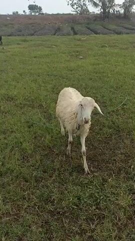 A white sheep stands in a grassy field. The sheep is facing the camera and is tethered by a rope around its neck. The rope extends out of frame. The field is covered in green grass with some patches of bare earth. In the background, there are terraced fields and some trees. A person is visible in the distance in the background, to the left of the frame, walking away from the camera.