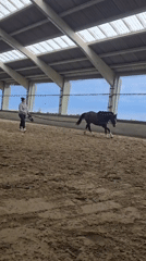 Woman trains horse in Belgian riding arena
