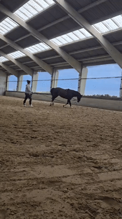 Woman trains horse in Belgian riding arena