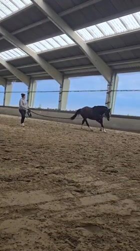 Woman trains horse in Belgian riding arena