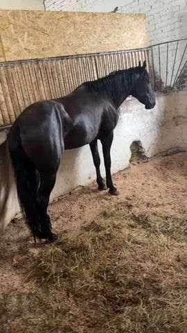 A black horse stands in a stall facing away from the camera. The horse is to the left of the frame, with its head turned to the right. The stall is filled with straw bedding and wood shavings. The walls of the stall are made of wood and concrete. A metal railing is visible along the back of the stall. The horse appears to be healthy and well-groomed.