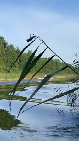 The video shows a body of water with a jet ski moving in the distance. The jet ski is red and white, and two people are riding on it. The water is calm, and there are reeds along the bank. The sky is blue and clear. The video is shot from a low angle, which makes the reeds in the foreground appear larger. The overall impression is one of peace and tranquility.