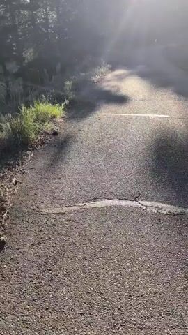The video begins by showing a cracked asphalt road with a white line marking. Lush green grass grows on the left side of the road, with a few small plants dotting the landscape. Tall trees, predominantly pine, line the right side of the road, creating a natural canopy. The sun shines brightly through the trees, casting lens flares and creating a hazy, ethereal atmosphere. The camera pans slightly to the right, revealing more of the sun's intense rays and the blue sky above. The road appears to be in a natural, perhaps mountainous, setting, with the sunlight suggesting it's early morning or late afternoon.