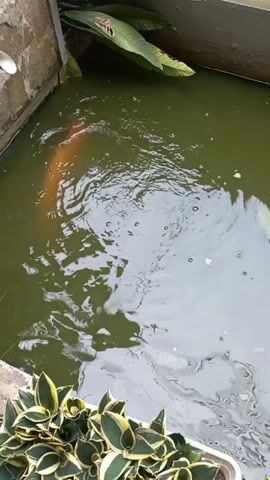 The video shows a rectangular pond with green water. A large fish, likely a koi, swims to the surface and breaks the water, causing ripples.  The pond has stone walls and is decorated with plants. There is a pipe at the edge of the pond.