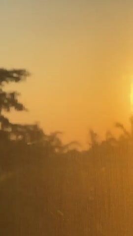 The video captures a blurred sunset through what appears to be a translucent screen or window. The sun, a bright orange orb, is partially obscured by silhouetted foliage, possibly palm fronds, that sway gently. The background is a gradient of soft orange and yellow hues. The overall impression is one of a serene natural scene viewed through an intervening filter, creating a dreamy, impressionistic effect.