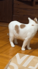 White cat with orange markings plays, perches on TV