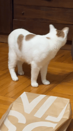 White cat with orange markings plays, perches on TV