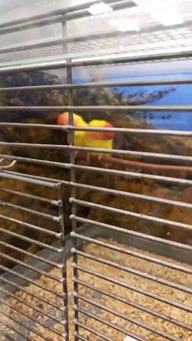 The video shows a birdcage with two yellow and red lovebirds perched inside. The cage is made of metal bars, and the birds are sitting on a wooden perch. The cage bottom is covered with shavings. The background is blurry, with glimpses of a blue-toned backdrop.