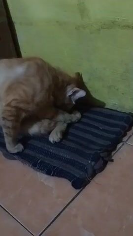 The video shows an orange tabby cat grooming itself on a striped mat. The cat is positioned on its side, facing away from the camera, with its head lowered and its hind leg raised. The cat's tail is tucked underneath its body. The cat appears to be licking its paw or leg. The background consists of a light green wall and a brown tiled floor. A portion of a cardboard box is visible in the upper left corner of the frame. The lighting is dim, suggesting the video was taken indoors in low light conditions.