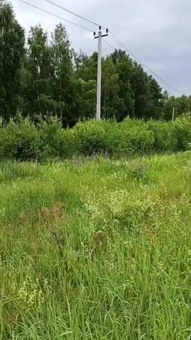 A handheld camera pans across a field of tall green grass and wild flowers, with trees in the background. The sky is overcast. Several utility poles with wires are visible.