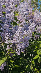 Spring flowers and casual moments captured in brief afternoon sequence
