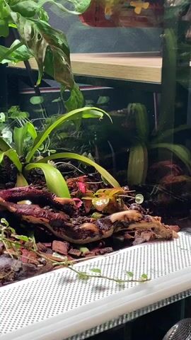 A close-up, static shot shows a terrarium filled with lush greenery, including large broad leaves and smaller delicate plants. The substrate is a mix of dark soil and pieces of reddish-brown wood. In the foreground, a white perforated surface is visible, possibly part of the terrarium's ventilation system. The lighting is soft, highlighting the textures and vibrant colors of the plants. The overall impression is one of a meticulously maintained miniature ecosystem.