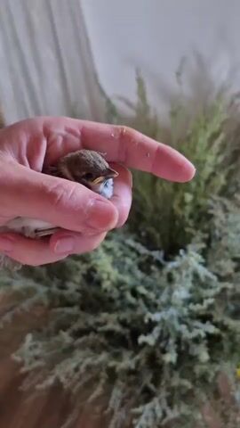 A close-up shot shows a hand holding a small, brown and white bird. The bird is nestled in the palm of the hand, with its head facing left. The hand is cupped, and the thumb is extended, gently touching the bird's back. The bird appears to be a fledgling, with its eyes open and its beak slightly agape. The background is blurred, but suggests an indoor setting with plants and light-colored walls. The video is filmed in a static, eye-level perspective.