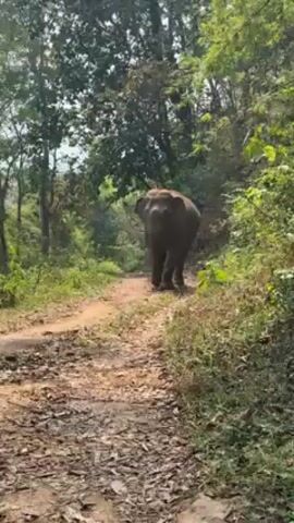 Here is a description of the video:

The video shows an elephant walking down a dirt path in a forest. The elephant is facing the camera and is walking towards it. The path is surrounded by trees and vegetation. The weather is sunny, and the sky is visible through the trees. There are no people visible in the video, but a voice can be heard in the background. The elephant appears calm and relaxed.