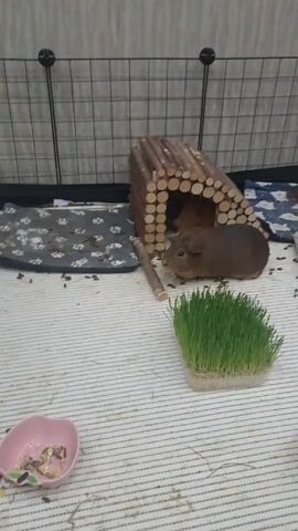 The video shows the inside of a guinea pig enclosure. Two guinea pigs are present. One is partly visible inside a wooden shelter made of small logs, and the other is sitting near a patch of growing grass. There is a small pink bowl containing food near the bottom left corner of the enclosure. A white litter box is visible towards the right side. The enclosure itself is made of black wire grids. The floor is covered with a white striped fabric. Droppings are scattered around the enclosure. A water bottle is attached to the side.