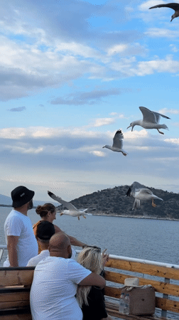 Seagulls circle a boat deck off the coast of Thassos