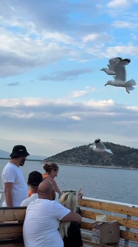 Seagulls circle a boat deck off the coast of Thassos
