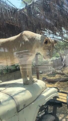 The video shows a lioness standing on the hood of a vehicle in what appears to be a zoo or safari park. The lioness turns its head to face the camera, its mouth slightly open, displaying its teeth. Other lions can be seen resting in the background, in an area covered with hay and logs. A thatched roof provides some shade overhead. The scene is viewed through a glass partition.