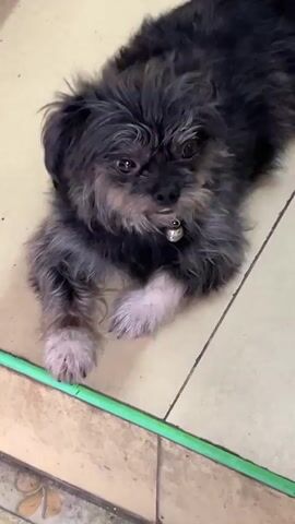 A small, dark-colored dog with a bell around its neck lies on a tiled floor. The dog is mostly black and gray with some lighter patches on its paws. It is lying with its front paws extended and its body turned slightly to the side. The floor tiles are light beige with dark grout lines. A green strip runs along the edge of the tiles. There is a glimpse of another type of flooring, possibly wood, at the bottom left of the frame. Someone is speaking in the background, though they are not visible in the video.