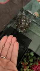 Feeding a pet turtle and a relaxing bath salt foot soak