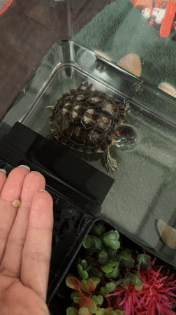 Feeding a pet turtle and a relaxing bath salt foot soak