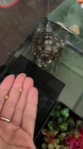 Feeding a pet turtle and a relaxing bath salt foot soak