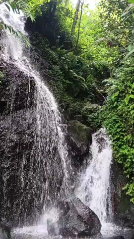 The video shows a multi-tiered waterfall cascading down a rocky, moss-covered cliff face into a small pool. Lush green foliage, including ferns and vines, covers the surrounding area. The water appears clear and abundant. A large rock is visible at the base of the waterfall. The sound of rushing water is audible.