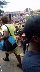 Livestock herd crosses busy Nairobi streets, disrupting traffic