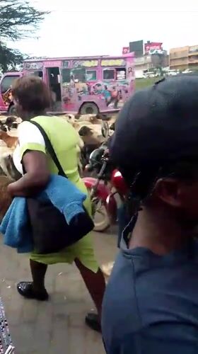 Livestock herd crosses busy Nairobi streets, disrupting traffic
