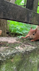 Squirrel takes walnuts from an outstretched hand in a park