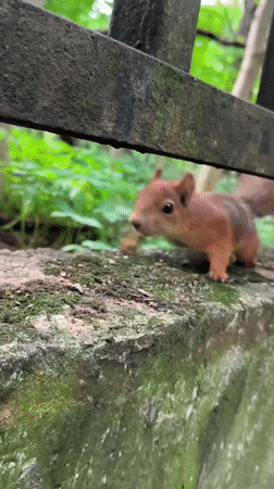Squirrel takes walnuts from an outstretched hand in a park