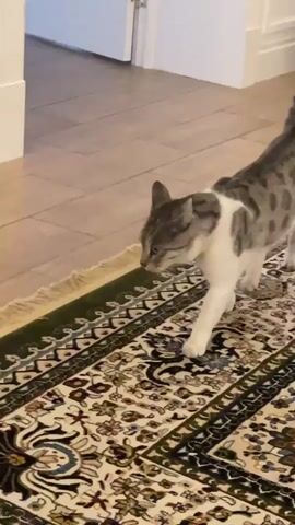 A spotted cat walks across a patterned rug in a room with wooden floors and a white door in the background. The cat turns its head and then crouches down on the rug.