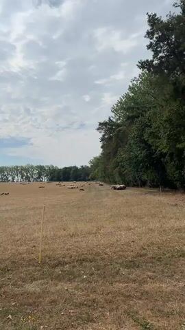 A herd of sheep graze in a dry, grassy field. The field is bordered by a line of trees on the right and a distant line of trees on the left. The sky is cloudy with patches of blue. In the foreground, a white post with a red and blue sign displaying the number 15 is visible. The sheep are scattered throughout the field, some standing, some lying down.