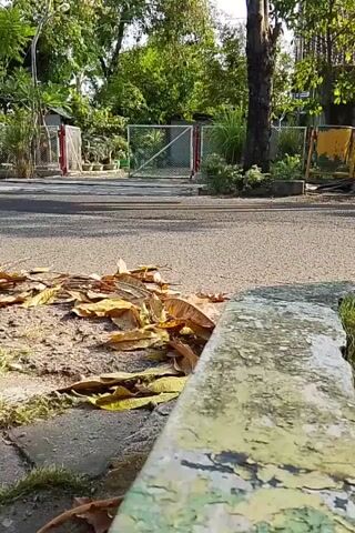The video shows a close-up of a person sweeping dry leaves with a broom. The person is not visible, only the broom and the leaves are in frame. The broom is made of dried plant material tied together. It is being used to sweep dry leaves and debris from a paved area onto a dirt and gravel edge. The background is blurred but appears to be an outdoor setting with trees and a fence. The lighting suggests it is daytime, possibly morning or late afternoon.