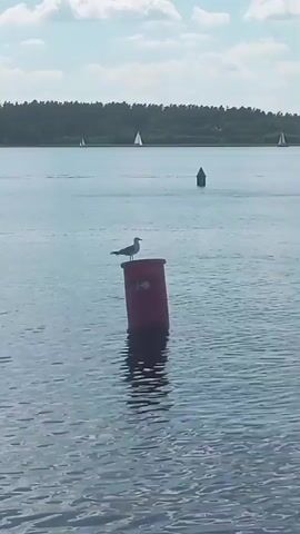 This video captures a serene waterfront scene, likely on a lake, given the calm water and surrounding treeline. The main subjects are a lone seagull perched atop a red buoy in the foreground and several sailboats dotting the horizon. In the mid-ground, a dark, cylindrical marker buoy is visible.

The activity taking place is passive observation of the natural environment. The seagull appears stationary, surveying its surroundings, while the sailboats suggest recreational activity on the water.

Notable details include the clear, bright sky with scattered clouds, indicating fair weather and likely daytime, possibly late morning or early afternoon. The water is a tranquil blue with gentle ripples. The treeline in the background suggests a natural, possibly forested, shoreline. The overall mood is peaceful and tranquil. No visible text is present in the video. The setting in Pierkunowo, Poland, contextualizes this as a likely popular spot for watersports and nature appreciation.