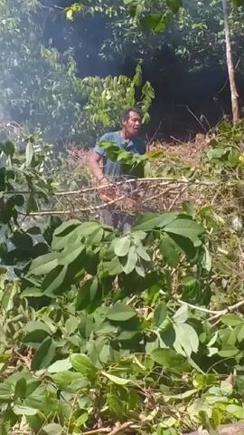 A man wearing a blue shirt is clearing brush and debris in a wooded area. There is light smoke in the air, possibly from a fire. The camera is positioned behind thick foliage, partially obscuring the man. He is visible through the gaps in the leaves and branches.