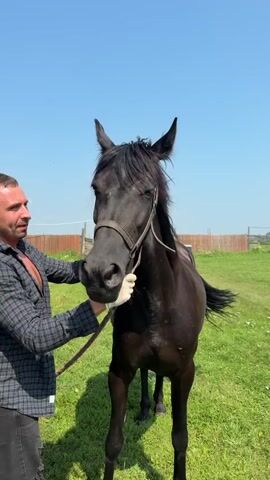 A man in a plaid shirt and dark pants stands next to a black horse in a grassy outdoor area under a clear blue sky. He is holding the horse's head with gloved hands and appears to be grooming or interacting with its muzzle. The horse is facing the camera, and the man is to its left. A wooden fence is visible in the background. The man seems to be talking to the horse.