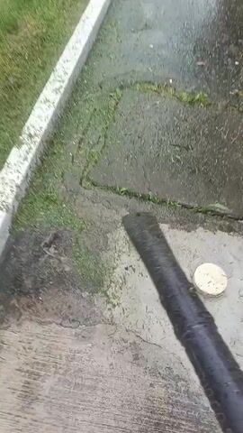 A person is using a leaf blower to clear cut grass clippings and debris from a concrete sidewalk next to a strip of green grass. The sidewalk is wet, and the blower is pointed downward.