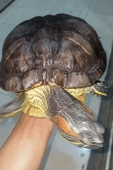 Red-eared slider turtle handled at an outdoor gathering in Ketowan