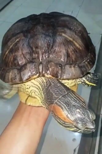 Red-eared slider turtle handled at an outdoor gathering in Ketowan