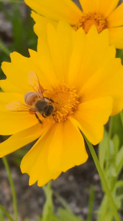 Spring Flora and Bee Activity Documented in Iwon
