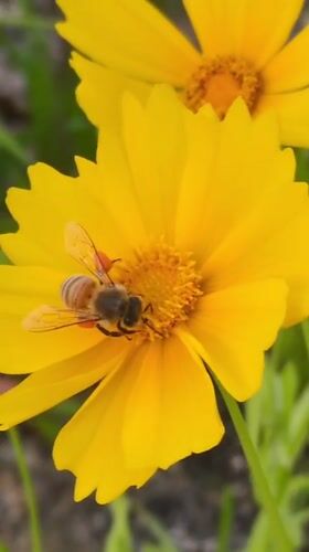 Spring Flora and Bee Activity Documented in Iwon