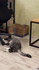 Tabby cat naps and plays on a wooden floor in Kamchatka