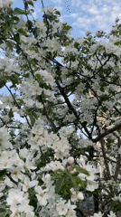 Apple trees bloom in Noviy, Russia spring afternoon