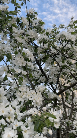 Apple trees bloom in Noviy, Russia spring afternoon