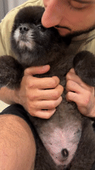 Black Pomeranian held close indoors in Kathu