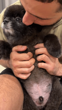 Black Pomeranian held close indoors in Kathu