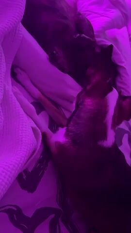 The video shows two dogs lying on a bed under purple lighting. The dog in the foreground is brown and white and appears to be nuzzling or interacting with the other dog, which is darker in color and partially covered by a white blanket. The background shows a patterned bedspread and a textured white blanket.